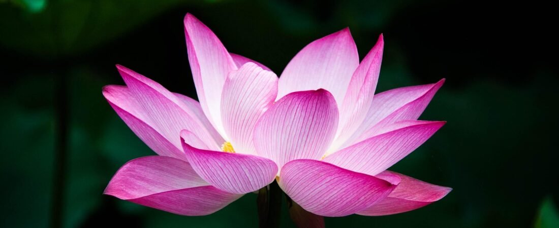 La lección de la Flor de loto