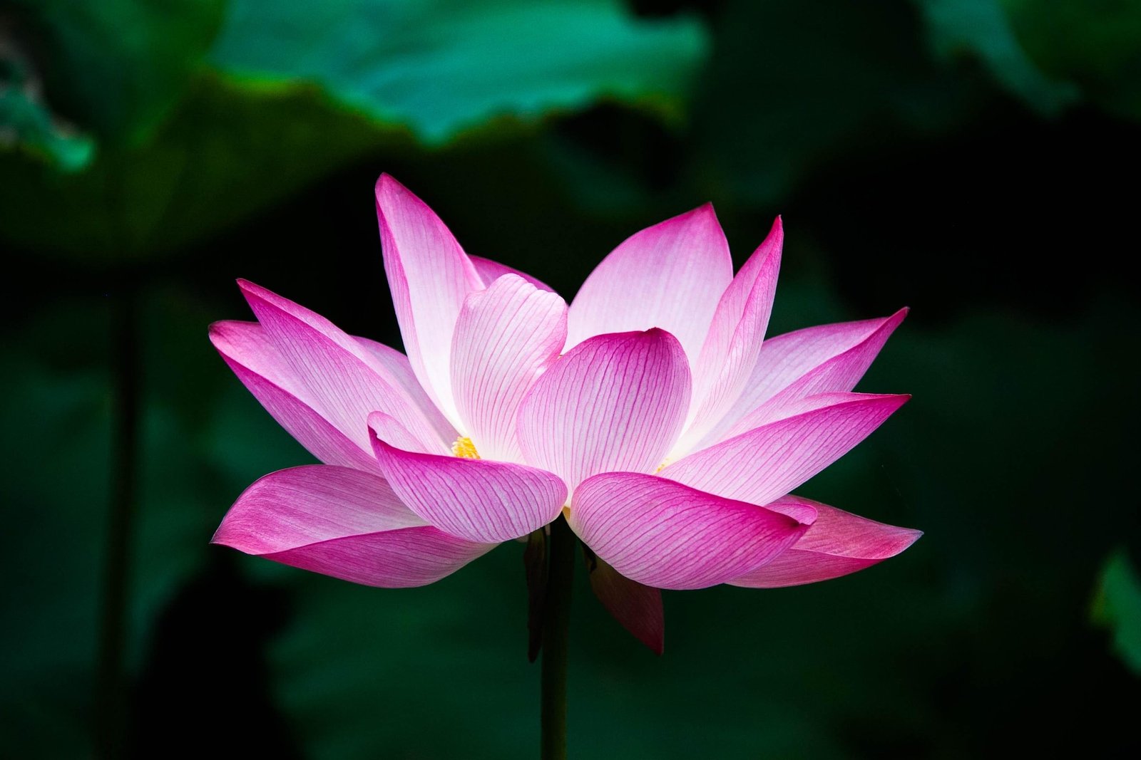 La lección de la Flor de loto